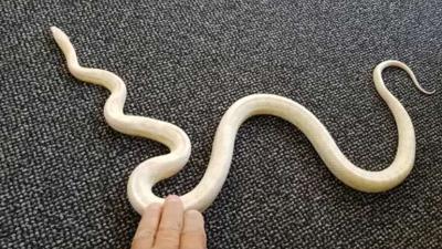 Jongen treft slang in bed aan