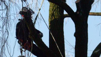 Man overleden bij snoeiwerkzaamheden in Vlaardingen