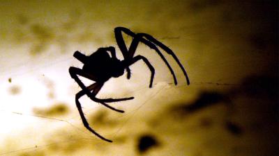 Supermarkt ontruimd na aantreffen agressieve spin op de groenteafdeling