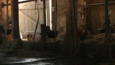 Jongen (17) aangehouden na verdachte situatie paardenstal Hoorn