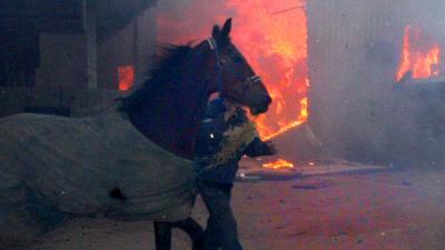 Meer dan 200 duizend dieren verbrand in 2016