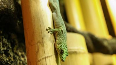Daggekko jong verkent het verblijf