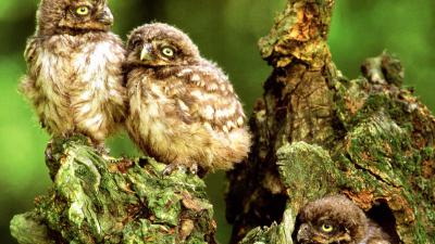 Nieuw leefgebied voor steenuil bij Perkpolder