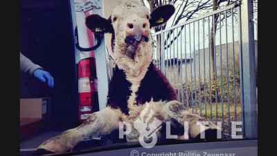 Klemgereden stier geeft zich over en legt poten op motorkap politieauto