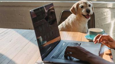 thuiswerken-laptop-hond