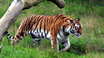 Tijgers, leeuwen, jaguar en beer ontsnapt uit Duitse dierentuin