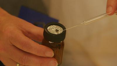 Foto van onderzoeker met fruitvliegje | Archief EHF