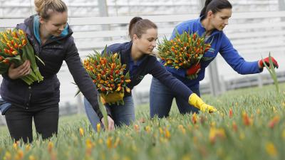 Nieuw record: 2 miljard tulpen