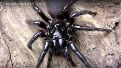 Jongetje (10) overleeft beet dodelijkste spin ter wereld