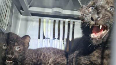 Twee zwarte panterwelpjes in een vervoersbox