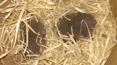 Galago-tweeling geboren in DierenPark Amersfoort   