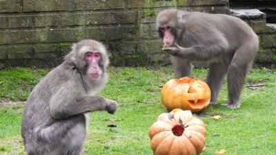 dierenpark, halloween, pompoenen