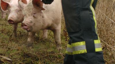 2000 varkens komen om bij brand in Kruisland