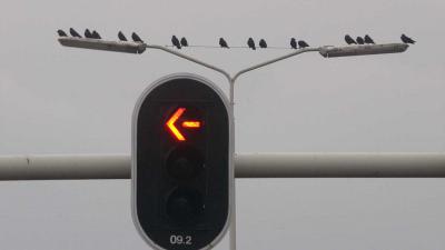 verkeerslicht-stoplicht-pijl-vogels