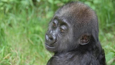 Verstoten gorilla opgenomen in groep Artis