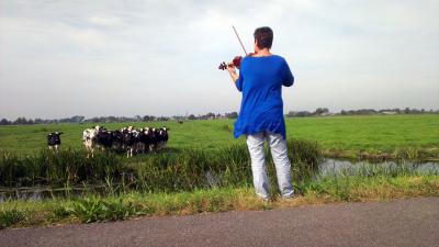 Koeien komen massaal af op vioolmuziek