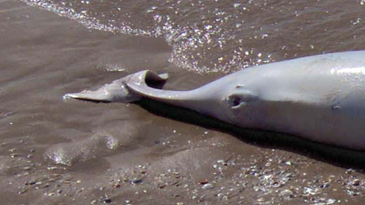 Baldadige jongeren krijgen educatie over bruinvis bij SOS Dolfijn