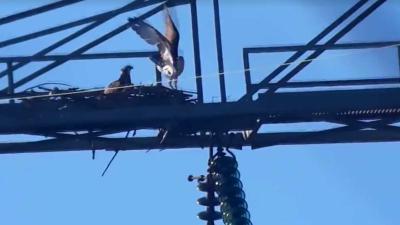 Eerste broedende visarend in Nederlandse Biesbosch