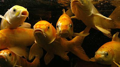 Veenendaler die gracht wilde opfleuren moet 280 goudvissen terugvangen