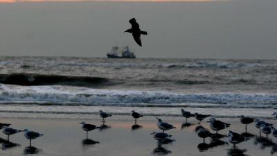 vissersboot-meeuwen-zee