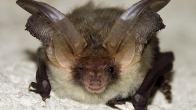 Cocktail van pesticiden gevonden in vleermuizen