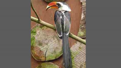 In Avifauna gestolen zeldzame vogel strijkt neer in tuin bewoner Den Bosch