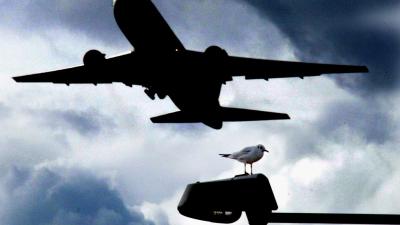 Meer vliegtuigen botsen met vogels op Schiphol