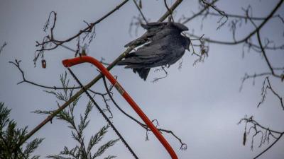In boom vastgeraakte vogel door brandweer bevrijd