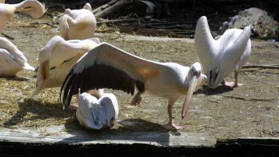 vogel-pelikaan-artis