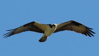 Eerste visarendjong in de Biesbosch