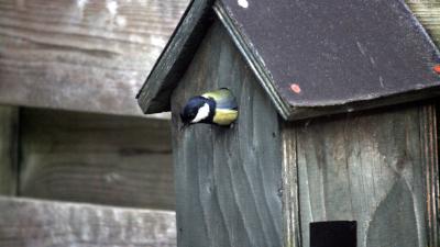 Tienduizenden vogels in Nederland uit de lucht gehaald voor de handel
