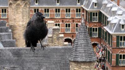 Vogelbescherming: help u ook mee tellen van vogels