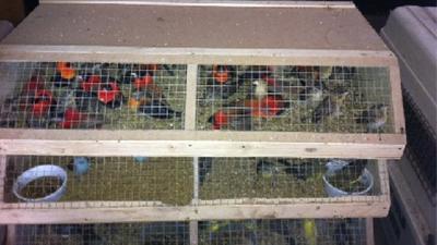 Foto van exotische vogels in kooi | KMar