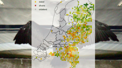 Sovon: Verspreiding vogelsoorten binnen Nederland is flink veranderd