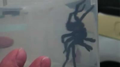 In het Noord- Californië heeft een in de brand gestoken wolfspin afgelopen zondag een huis in brand gezet.