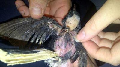 Dierenpolitie haalt 76 verwaarloosde vogels uit woning Waalwijk