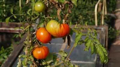 Tomaten in volkstuin