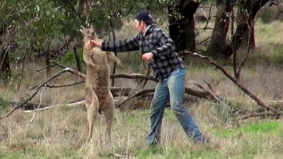 Man redt jachthond uit wurgreep kangoeroe met 'directe rechtse'