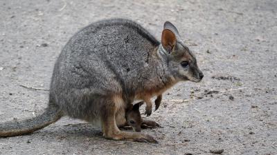 Wallaby-jong ontdekt in DierenPark Amersfoort