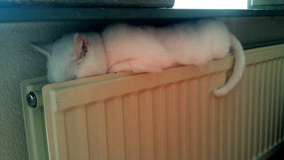 aardwarmte, gas, verwarming