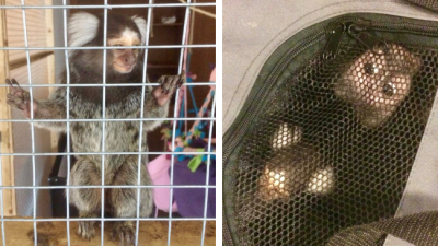 Twee apen uit woning gehaald