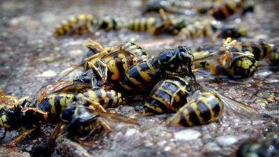 Waar zijn de insecten gebleven?