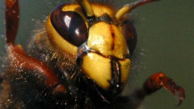 Zwerm wespen valt wandelaars aan in park Eindhoven