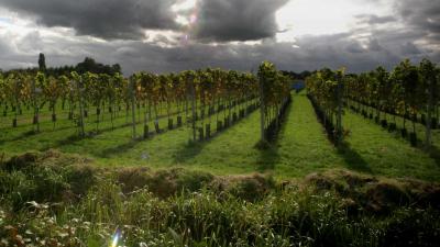 Maasvallei Limburg wijn krijgt BOB-vermelding