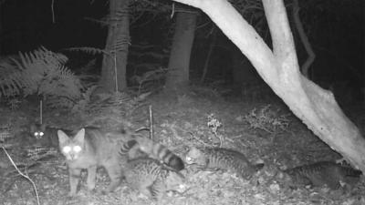 Wilde kat maakt come-back in Nederland