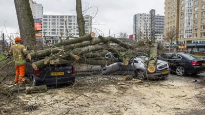 Boom valt door harde wind op geparkeerde auto's