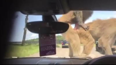 Apen op motorkap rijden zelf ook