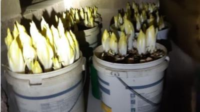 Politie stuit in woning niet op hennep, maar een witlofkwekerij