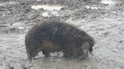 Wolvarken in dikke laag modder