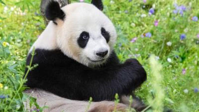 Reuzenpanda's Xing Ya en Wu Wen nu dagelijks live te volgen